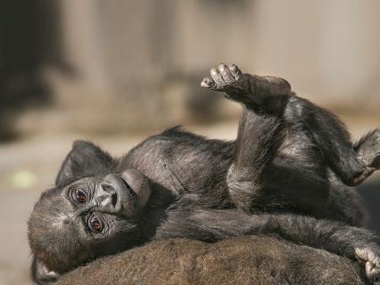 Baby Joanne the gorilla lounges on her mother's back