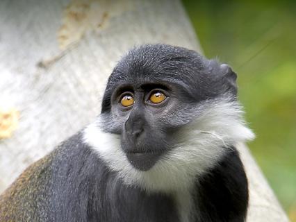 L'hoest guenon looking left and up
