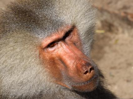 Close up of a hamadryas baboon's face