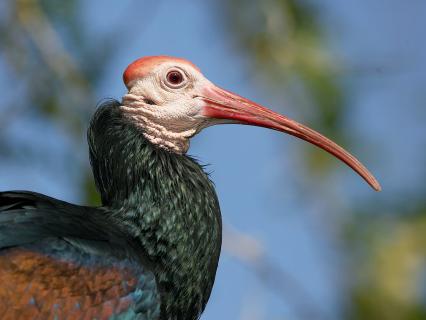 A Bald ibis shows off its long curved beak in profile