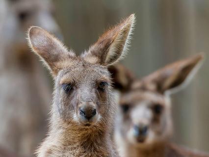 A group of wallabies stare head on at the camera