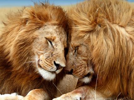 Lion brothers nuzzle one another on the grasslands of Masai Mara, Kenya