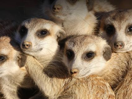 A group of meerkats huddled together 