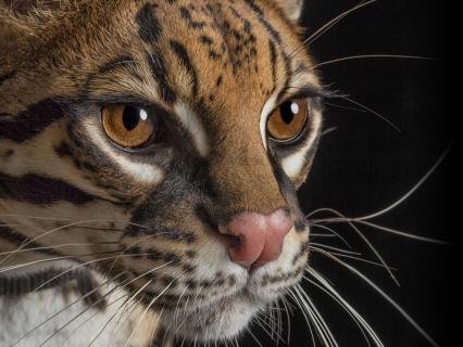 Closeup of an ocelot's face as it looks right