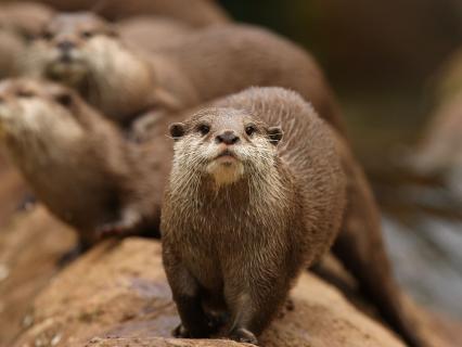 Asian short-clawed otters on log