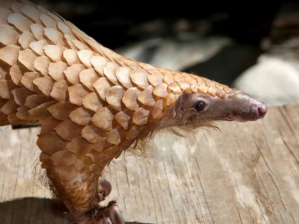 A tree pangolin looks to the right while standing on a wood plank