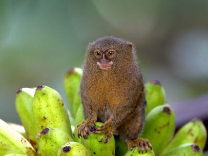 Pygmy marmoset sits on a bunch of bananas
