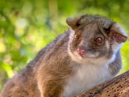 Ringtail possum sitting on a tree branch