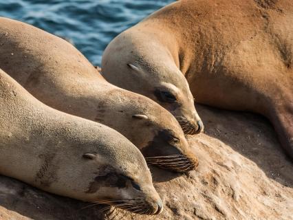 Sea lions sunning on sandstone rocks
