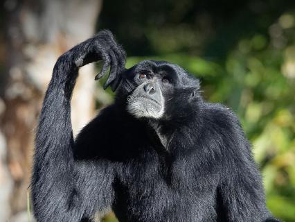 Siamang looks up tot he sky while touching his left ear with his hand, absentmindedly 