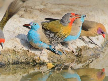 Colorful waxbills drinking at water's edge, Africa