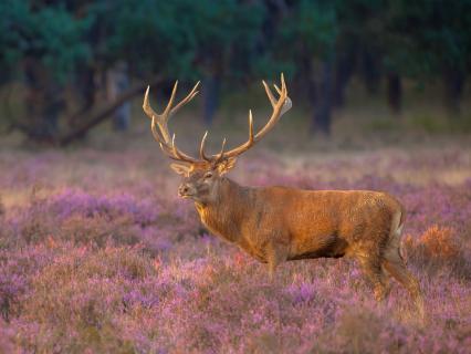 A large stag stands in a field of heather, Scotland