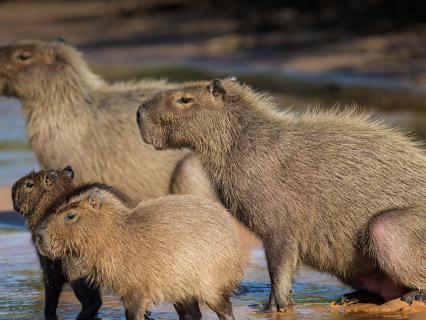 Group of Capybara on a river bank in Pantanal Brazil
