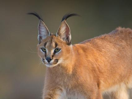 A caracal stares to the left as it walks