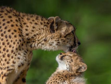 Mother cheetah grooming  young cub