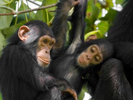 Two young chimpanzees sitting in a green leafy tree next to an adult