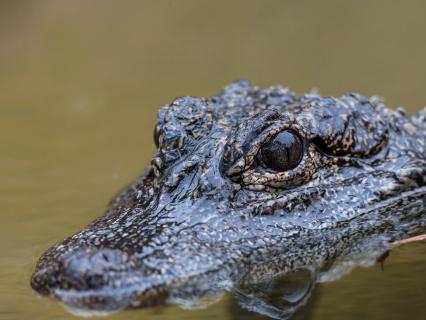 A Chinese dwarf crocodile floating half-submerged in water