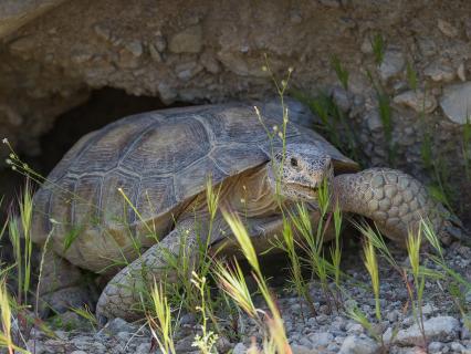 During the hottest part of summer, desert tortoises descend into deep burrows for a period of estivation