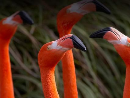 four flamingos stretch their necks up to the sky