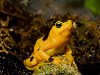 Panamanian Golden Frog sitting on an algae covered rock in front of a mossy backdrop