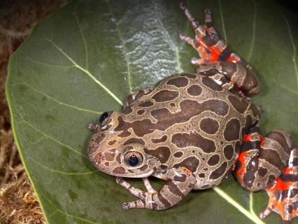 Red-legged kassina frog