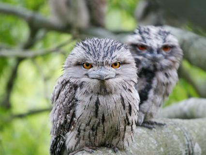 Frogmouths sitting on a tree branch,  looking straight at the camera