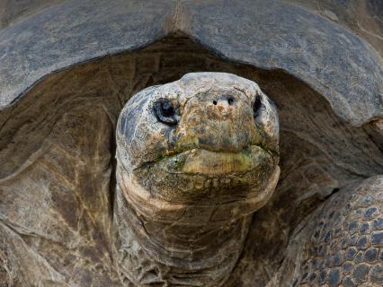 Galapagos tortoise with mouth stained by green vegetation meal