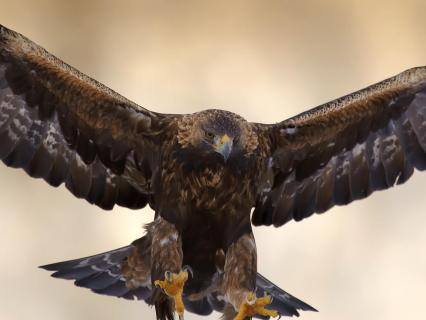 Golden eagle with wings spread and talons extended as it goes in for a landing