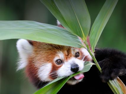 A red panda chewing on bamboo leaves.