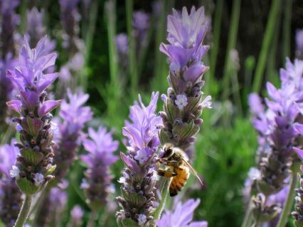 Honeybee gathering pollen from a purple basil flower