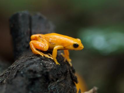 Close-up of a Madagascar Golden mantella frog sitting on a dark brown log