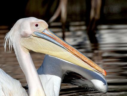 Great White pelican
