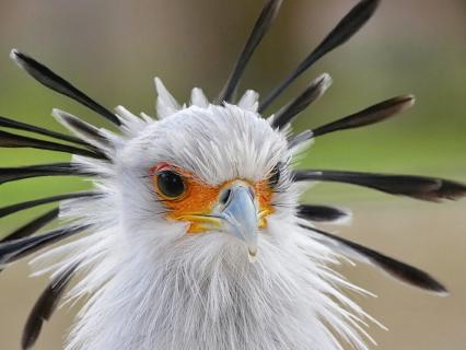 Secretary bird displaying head plumage