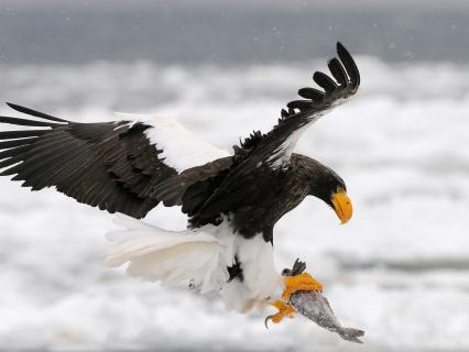 Seller's sea-eagle holding frozen fish in its talons as it flies over snow covered sea
