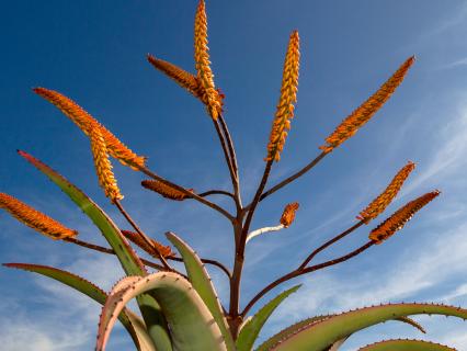 Aloe plant and flowers