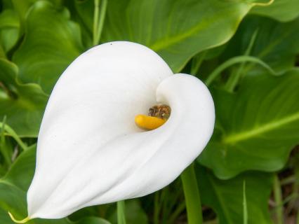 A bee collects pollen from a white Calla Lily.