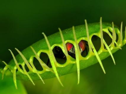 Close-up of a fly trapped within a venus flytrap