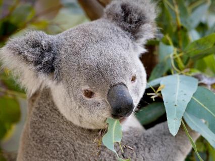A koala munches on the leaves of the eucalyptus tree he sits in.
