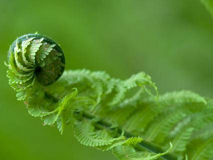 Fiddlehead fern uncoiling