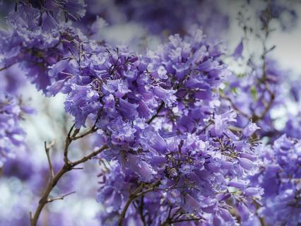 Purple-flowered jacaranda tree