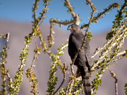 A hawk perches on an ocotillo in the desert.