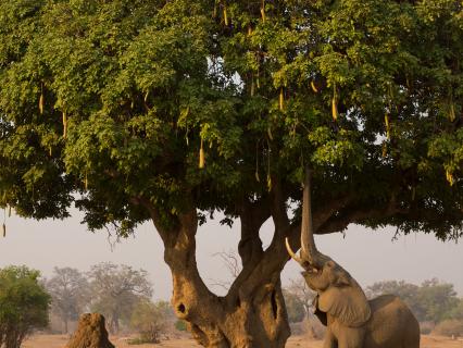 An African elephant using its trunk to grab fruit from a sausage tree.