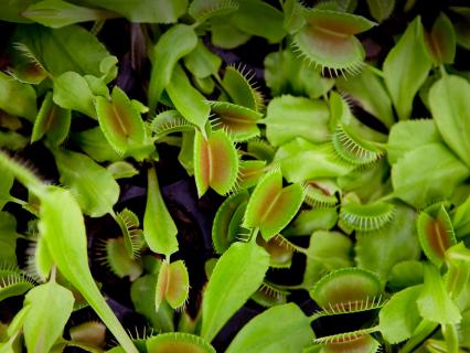 A large covering of venus flytraps
