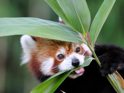 Red Panda eating bamboo.