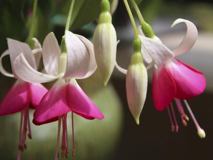 A group of pink and white fuchsia flowers.