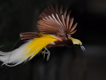 Raggiana Bird of Paradise