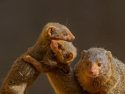 Two young dwarf mongoose hold each other while playing while an adult keeps watch.