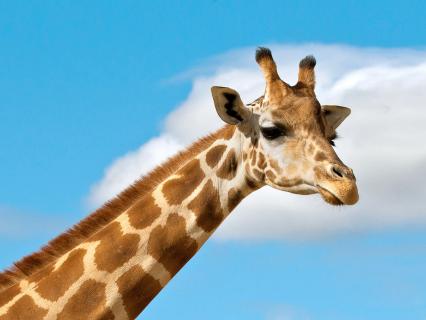 Ugandan giraffe against a blue sky background