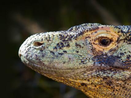Close up of komodo dragon face