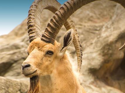 Male Nubian ibex